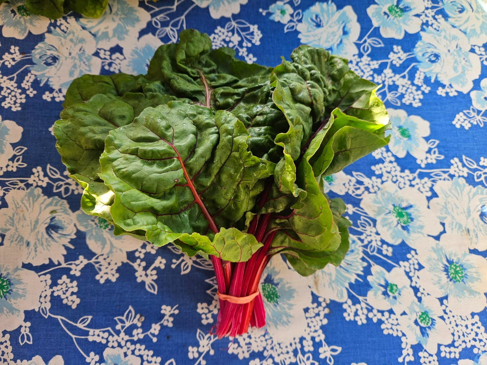 bunch-of-swiss-chard-2