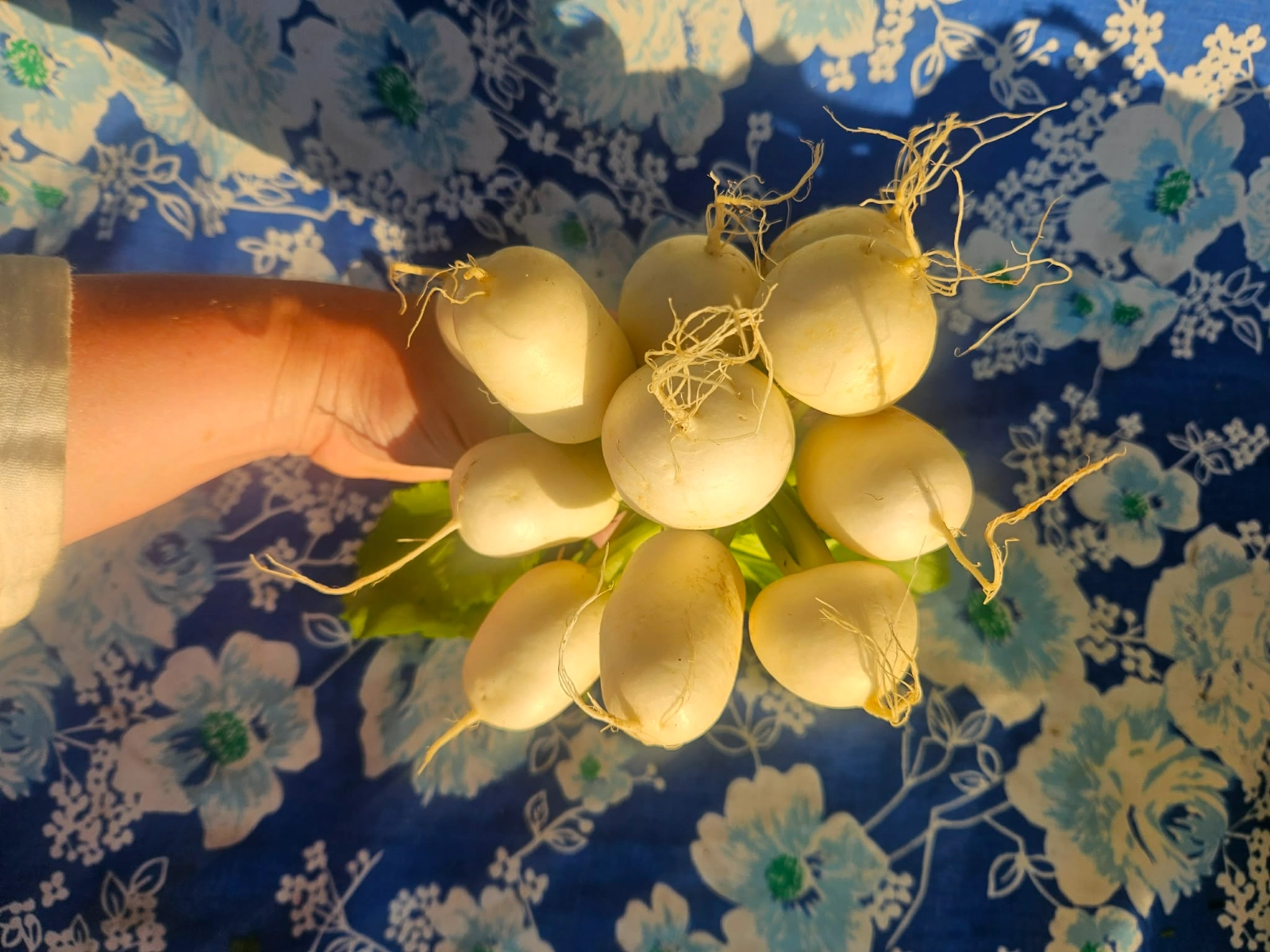 bunch-of-salad-turnips-2