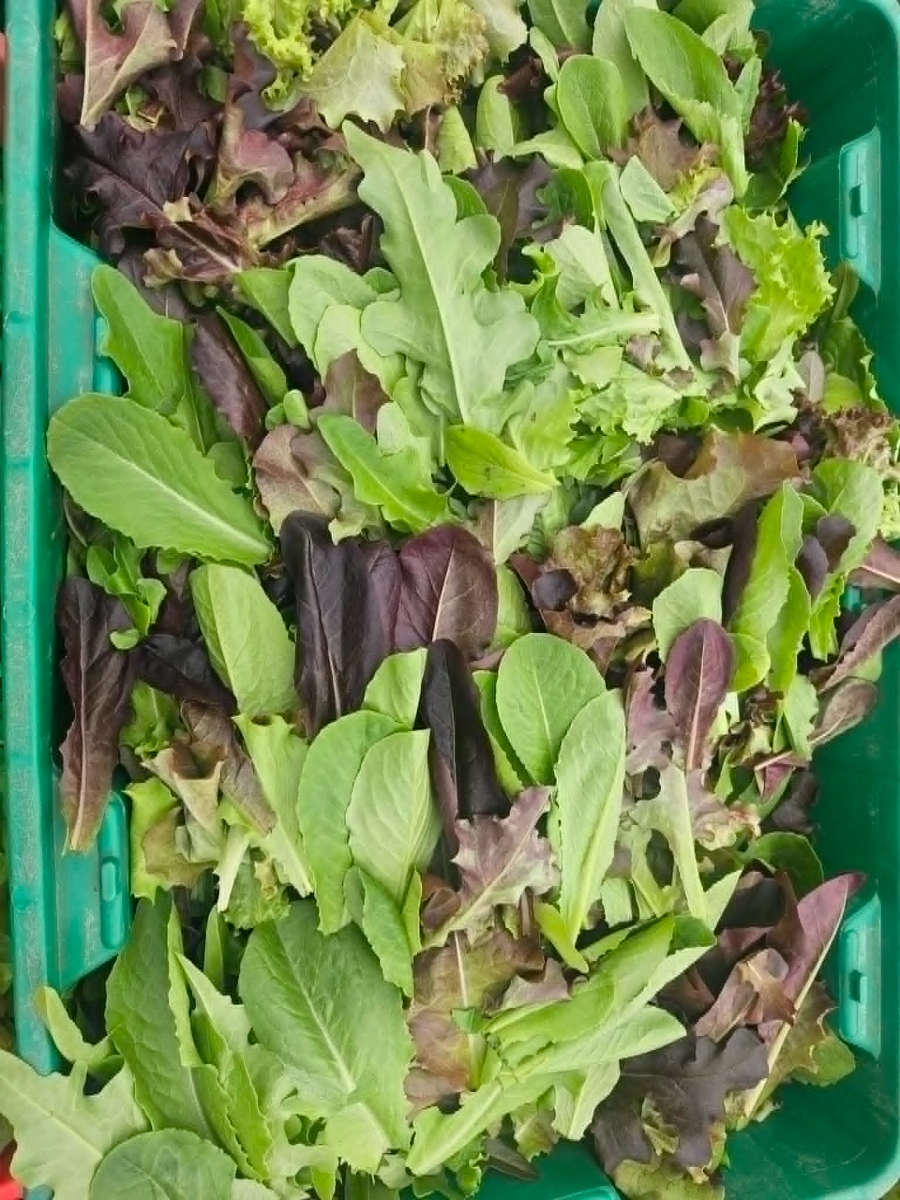 lettuce-mix-6-oz-triplewashed