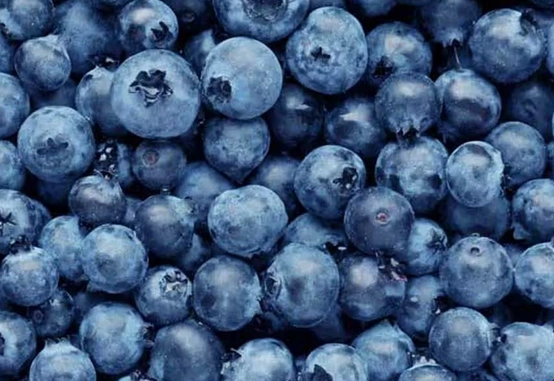 blueberries-pint-6