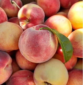 peaches-2-lbs-early-clingstone