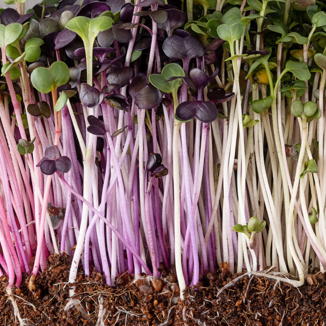 crunchy-mix-microgreens-4