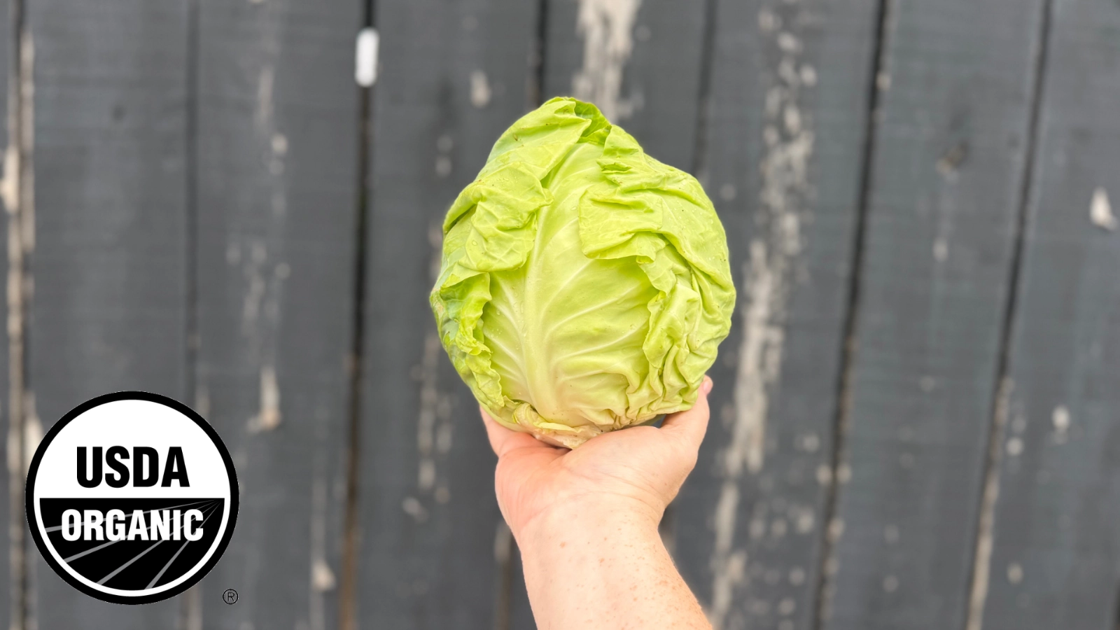 green-cabbage-1-head-certified-organic