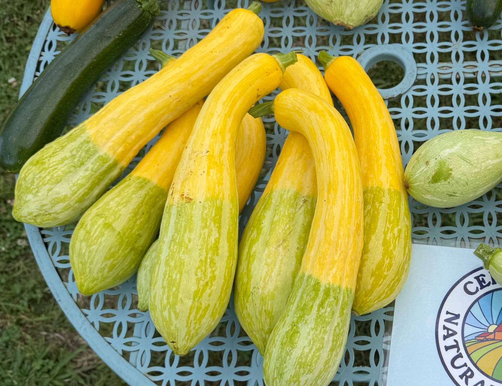 zephyr-summer-squash-4