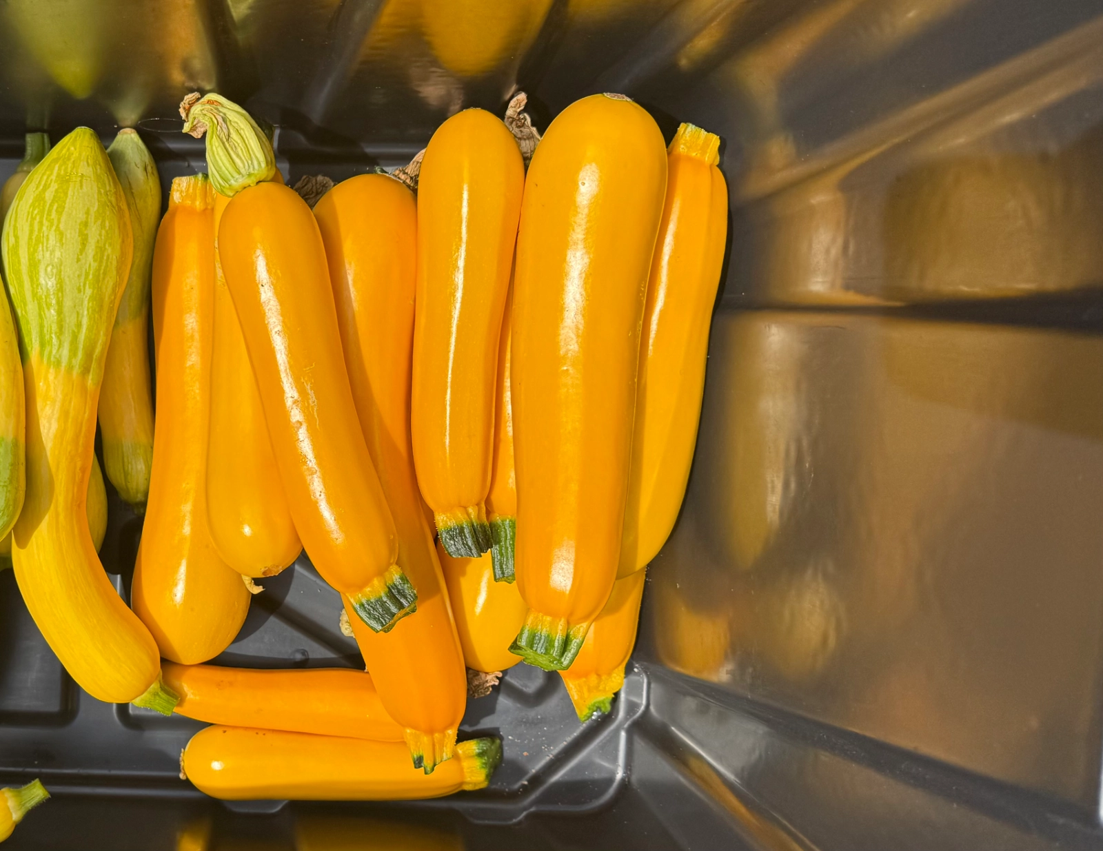 yellow-fin-golden-zucchini