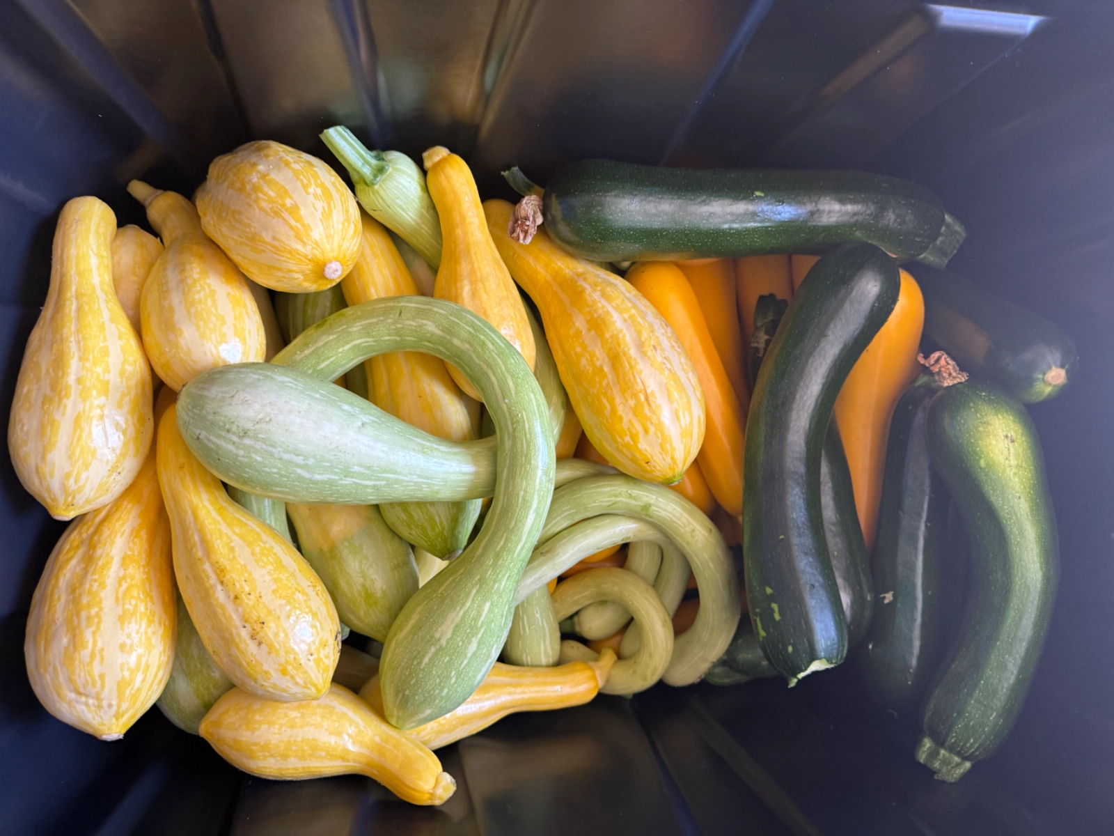 2-lbs-gladys-squash-and-zucchini-mix-