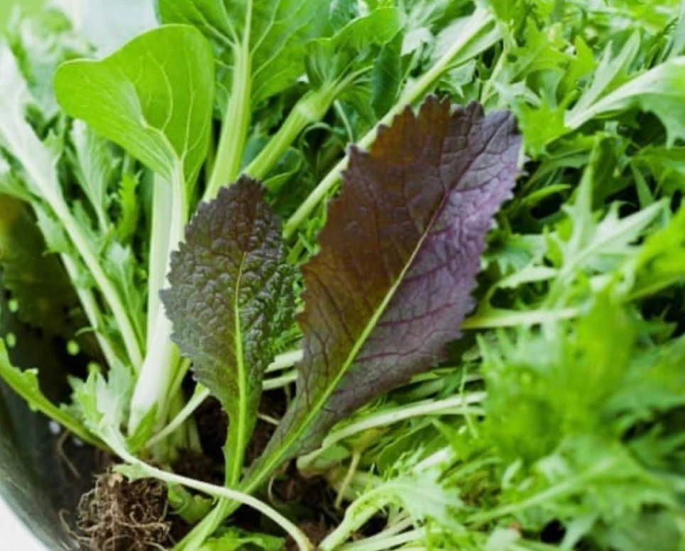 mixed-braising-greens