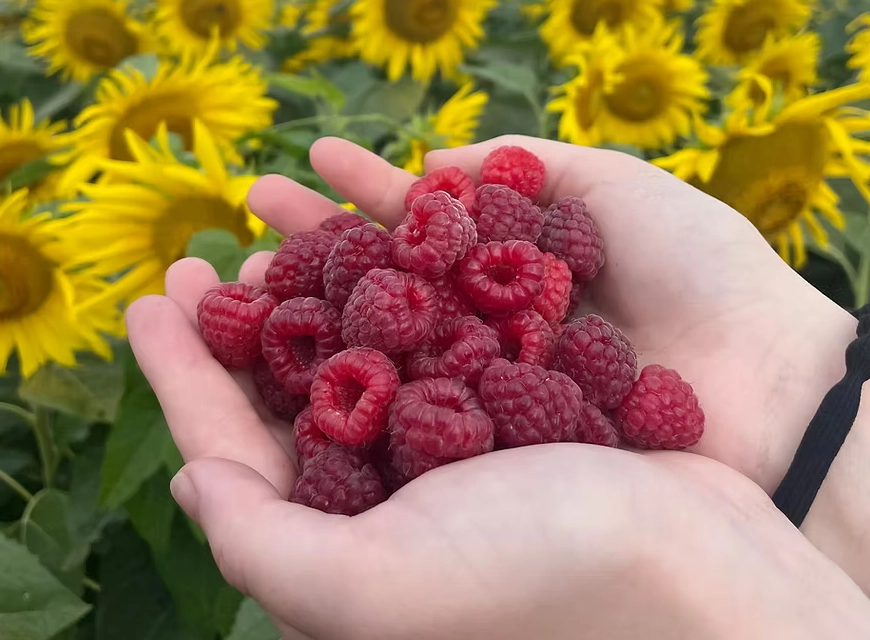 raspberries-1-pint-5