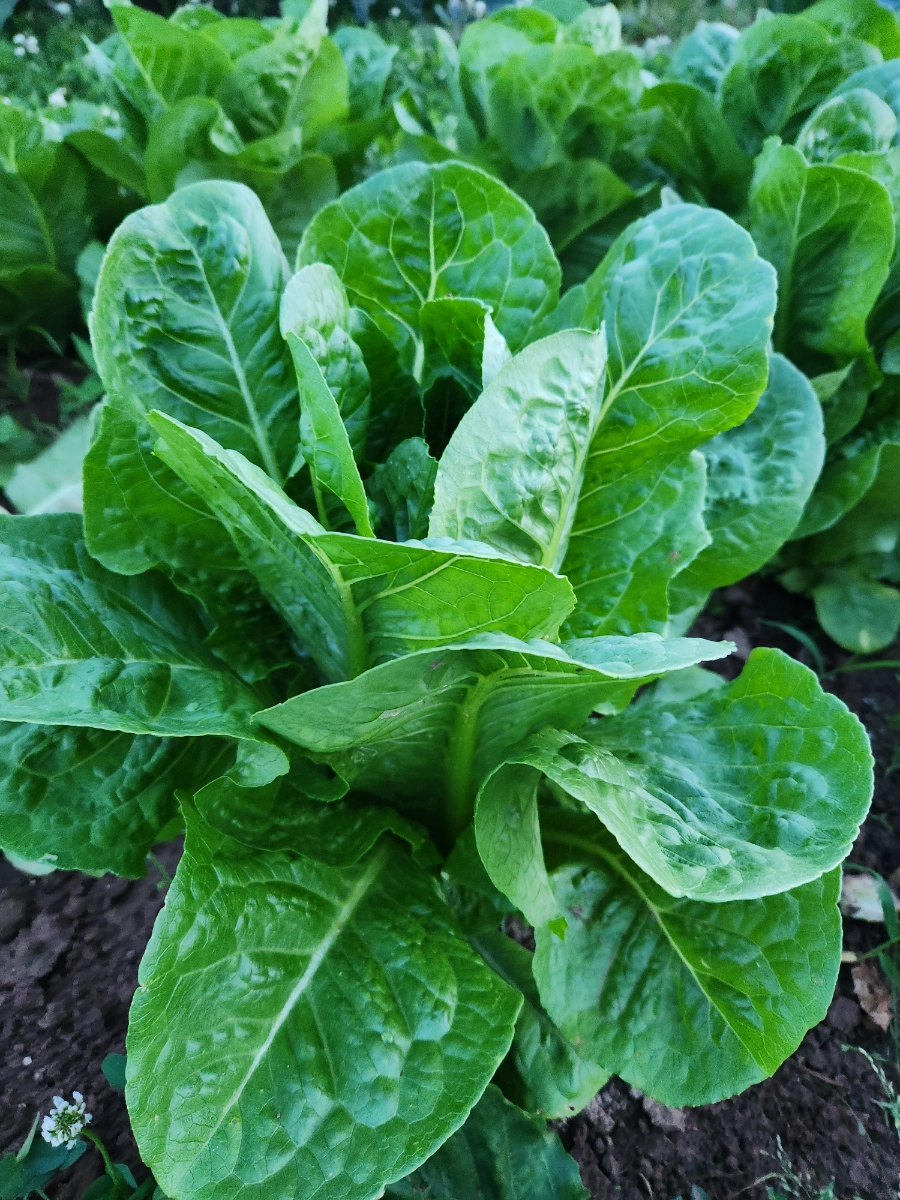 giant-romaine-qty-1-