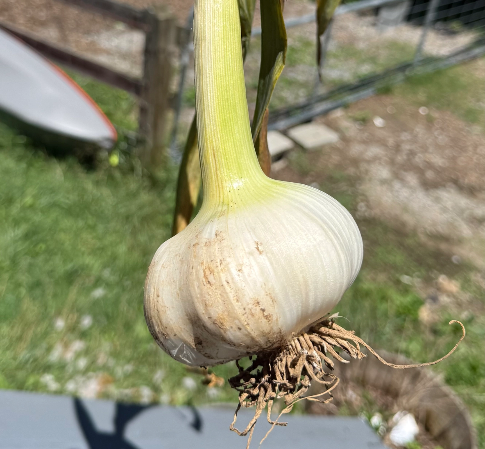 elephant-garlic--3