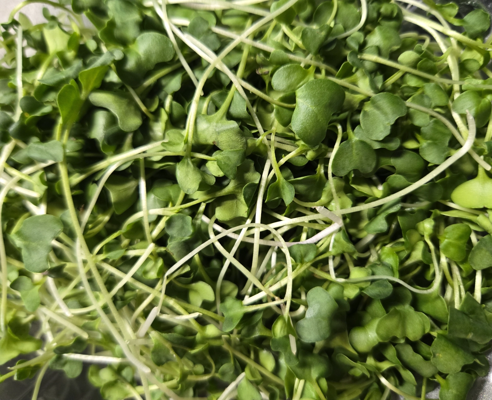 broccoli-microgreens-small