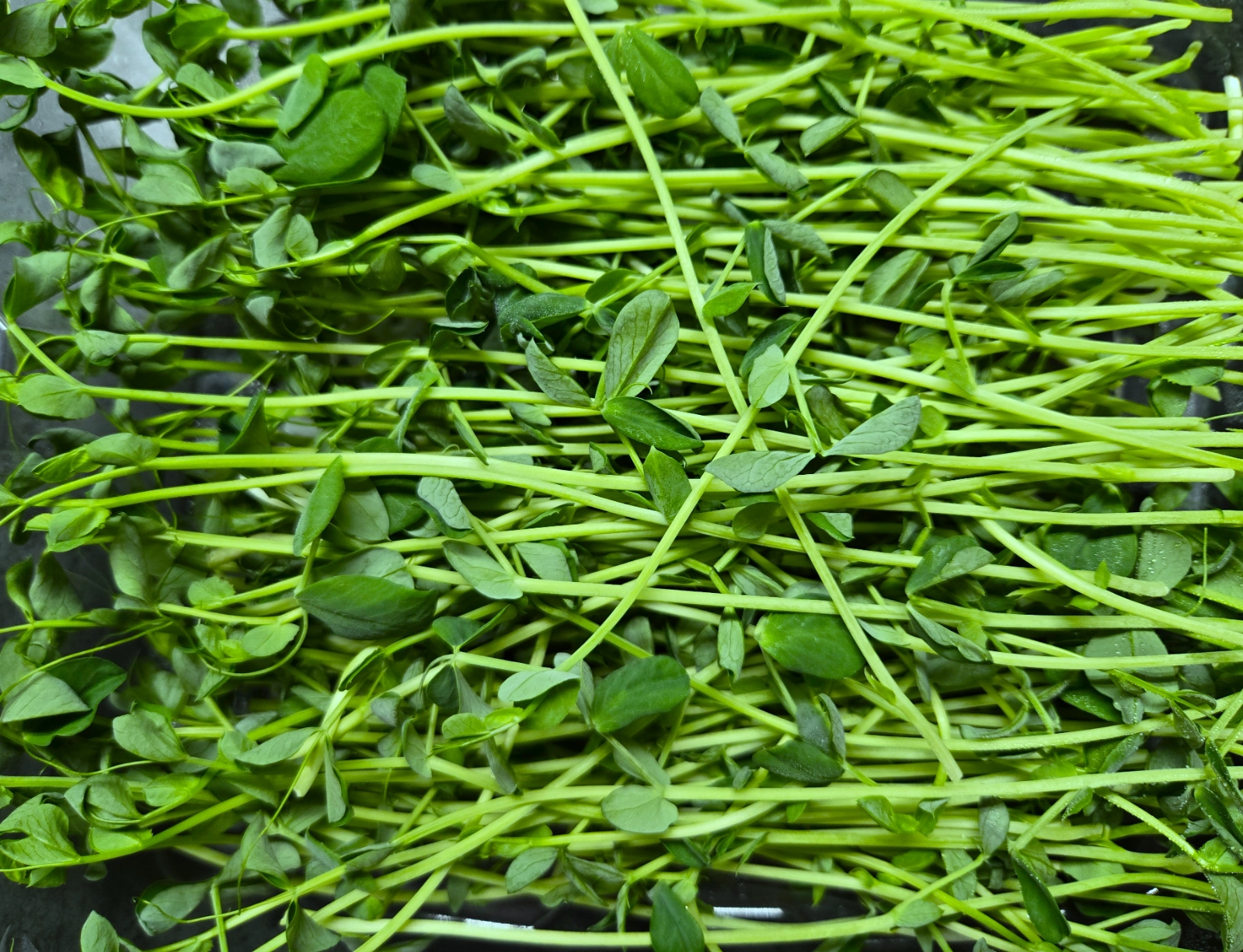 pea-shoots-microgreens-60g