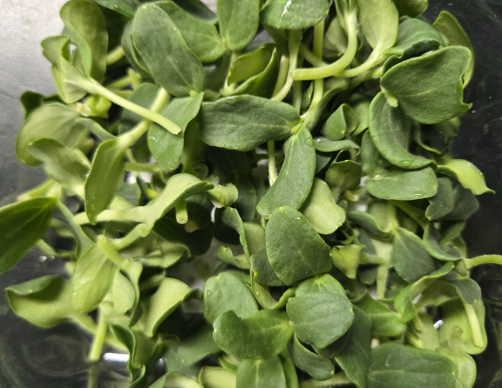 cantaloupe-microgreens-small-20g