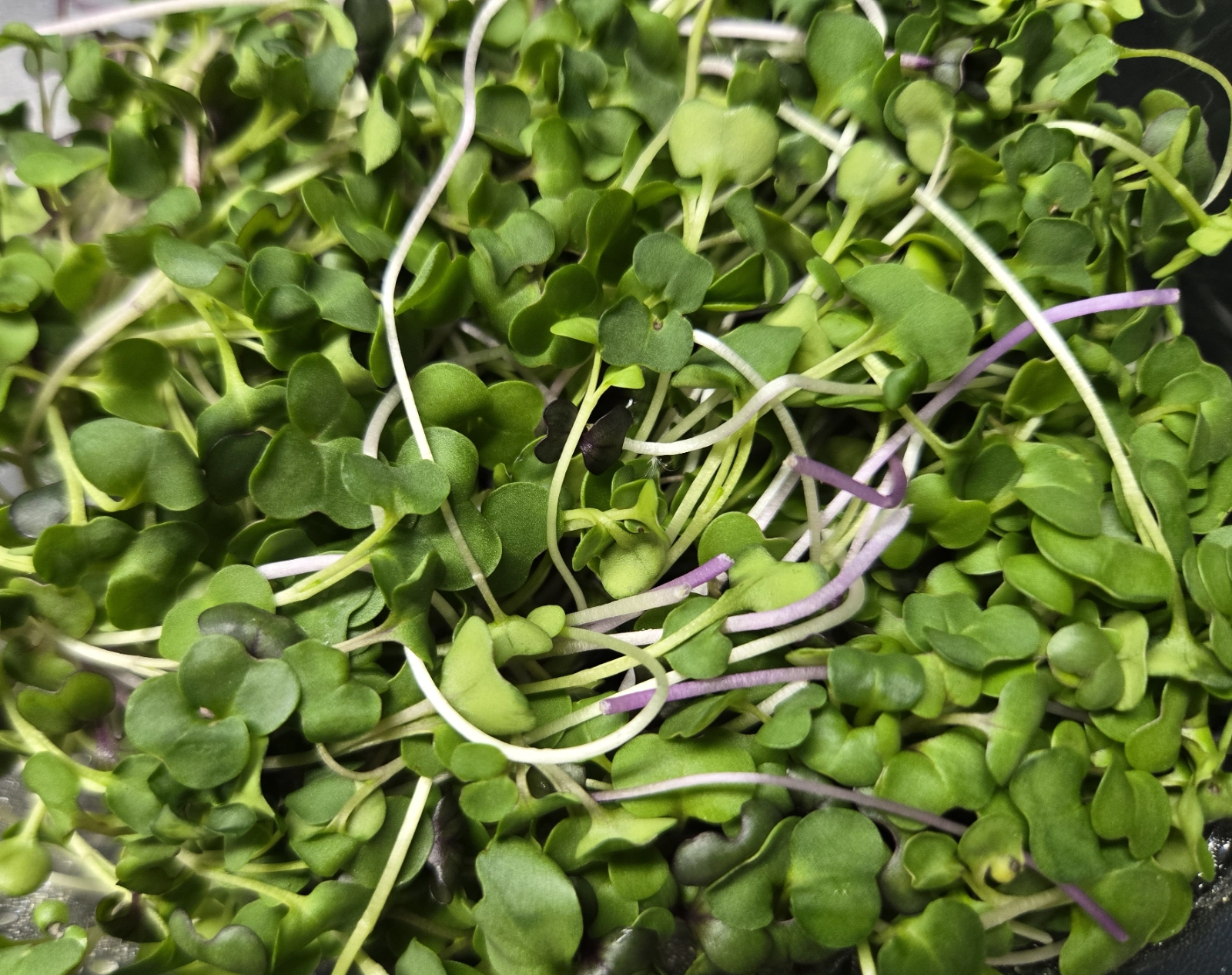 salad-mix-sm-20g