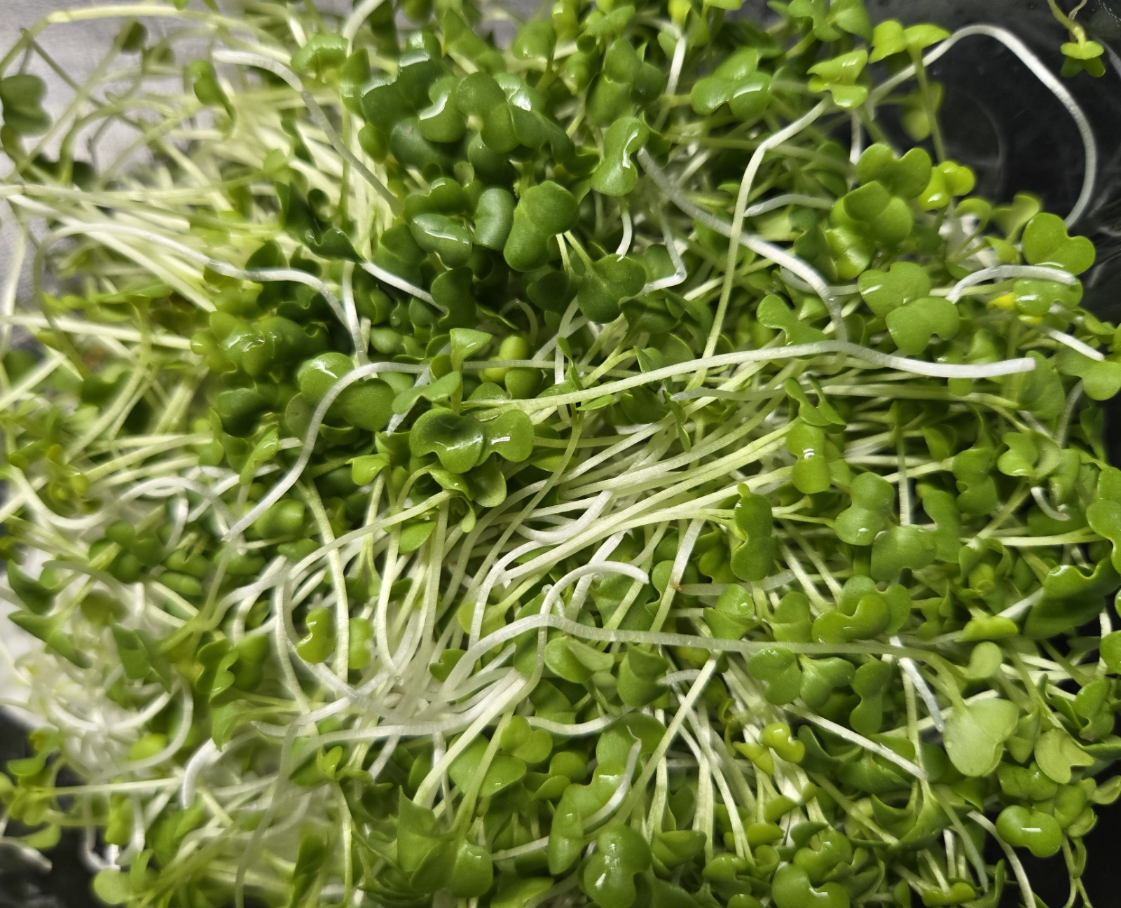 wasabi-mustard-sm-20g