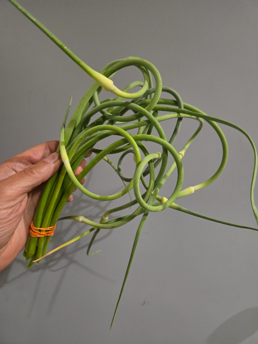 fresh-garlic-scapesbundle-of-10