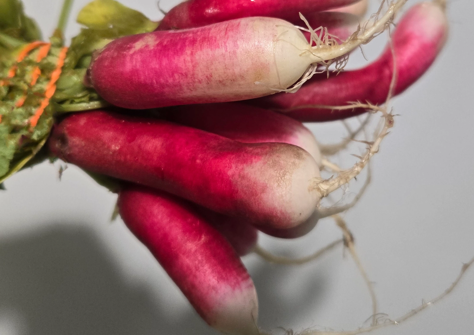 french-breakfast-radishes-bunch-of-15