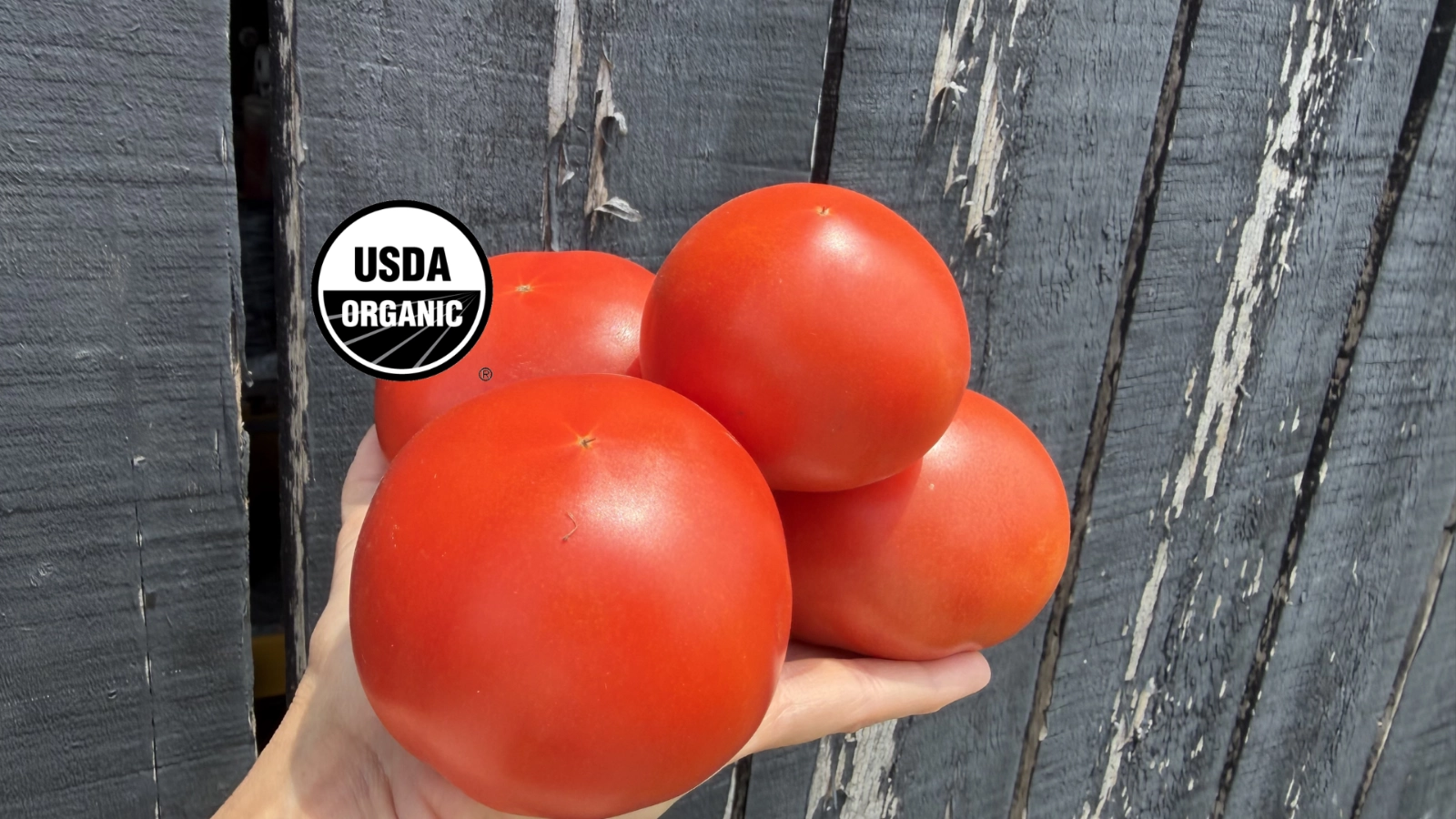 slicing-tomatoes-2-lbs-certified-organic