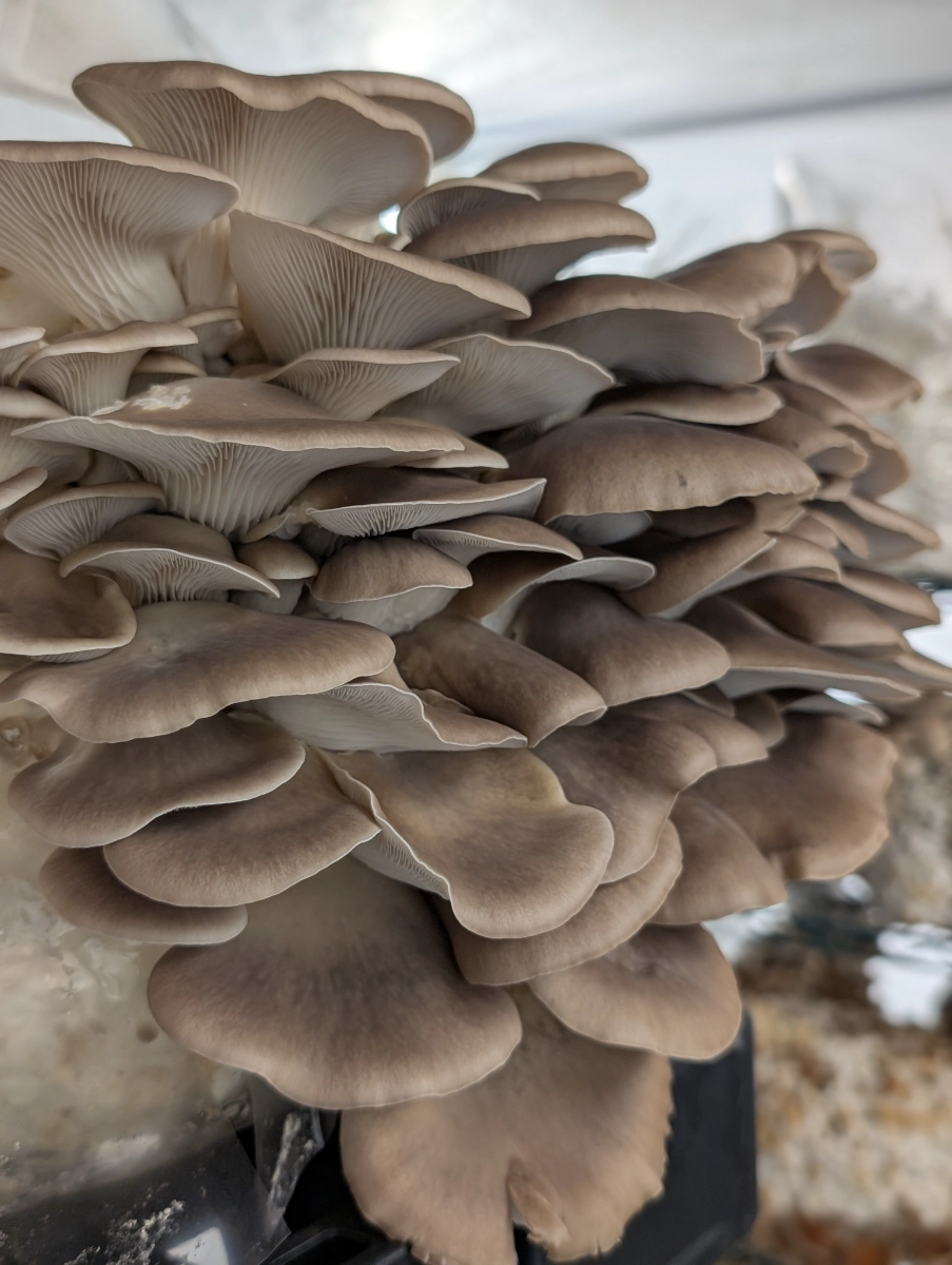 phoenix-oyster-14