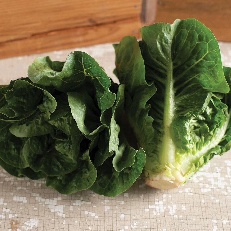 romaine-lettuce-head-11