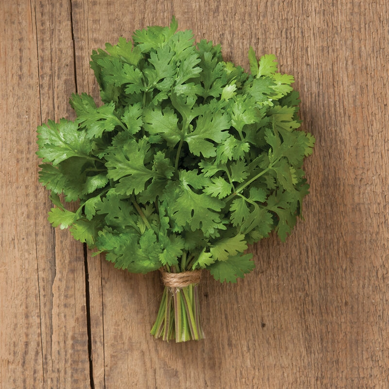 cilantro-213