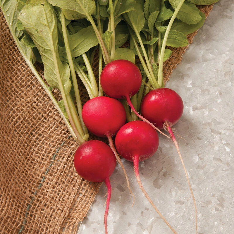 radish-234