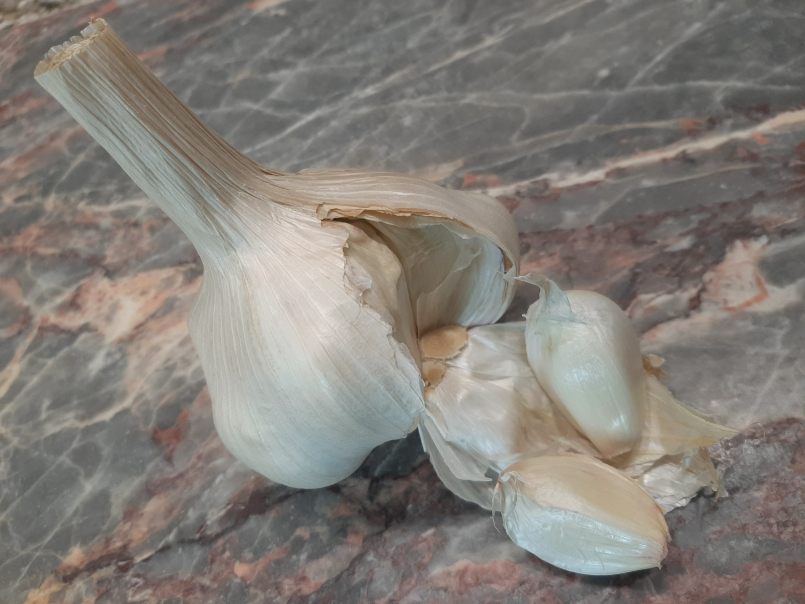 garlic-1-bulb-4
