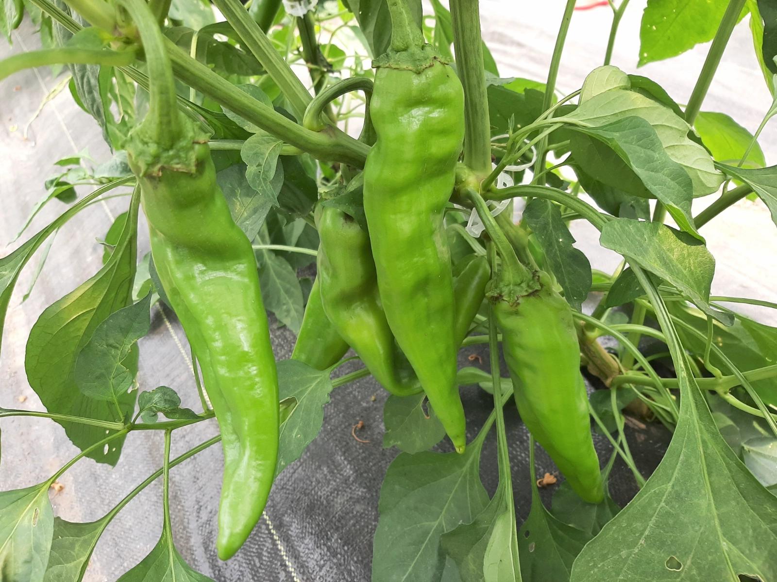 anaheim-peppers-3-
