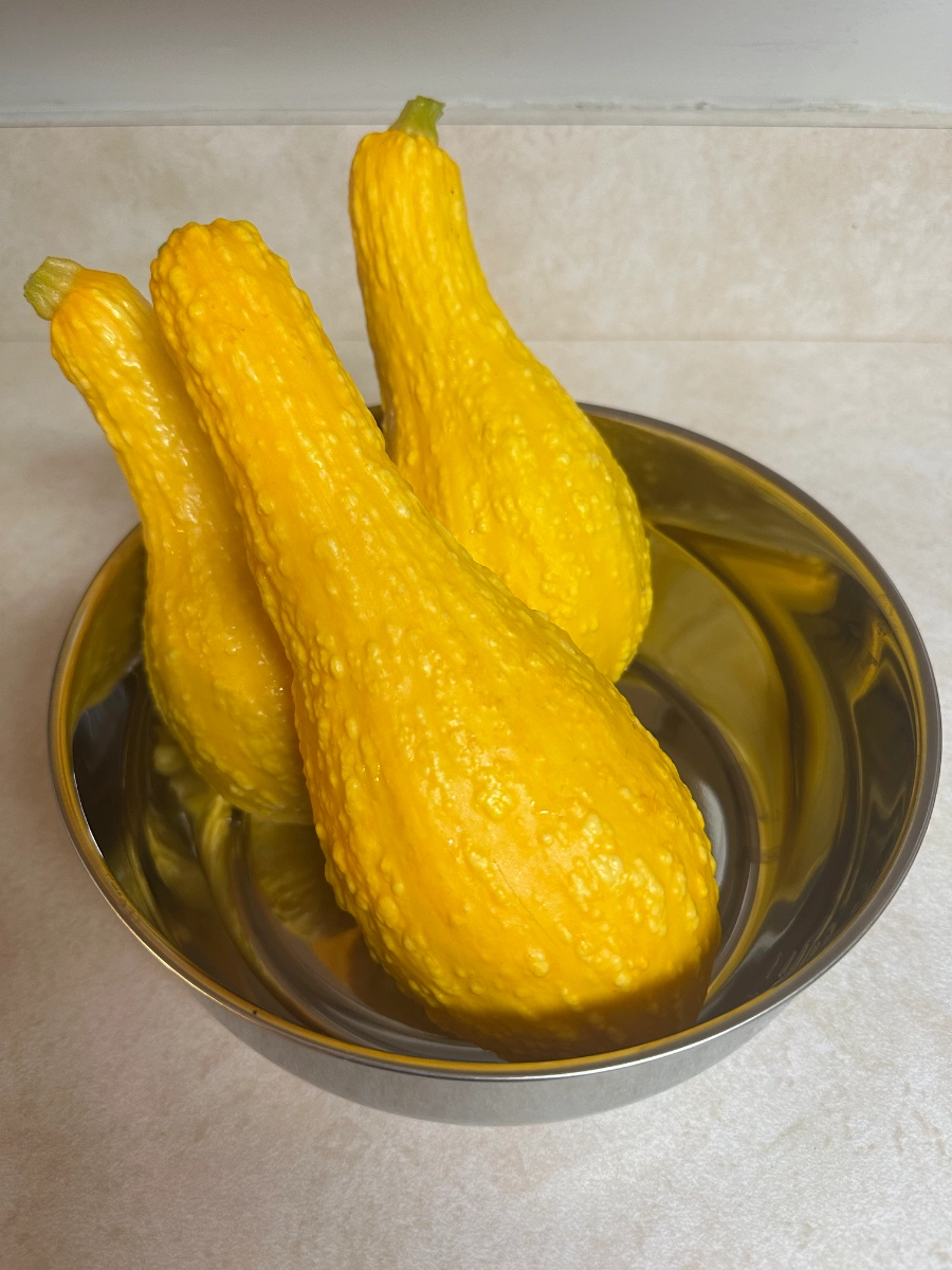 yellow-crookneck-squash-7