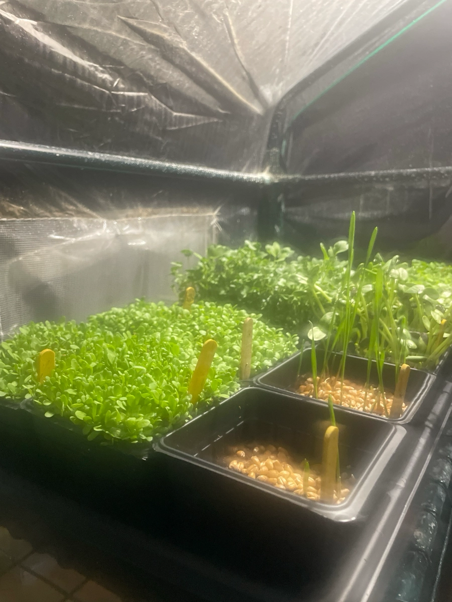 lets-go-sprouts-3