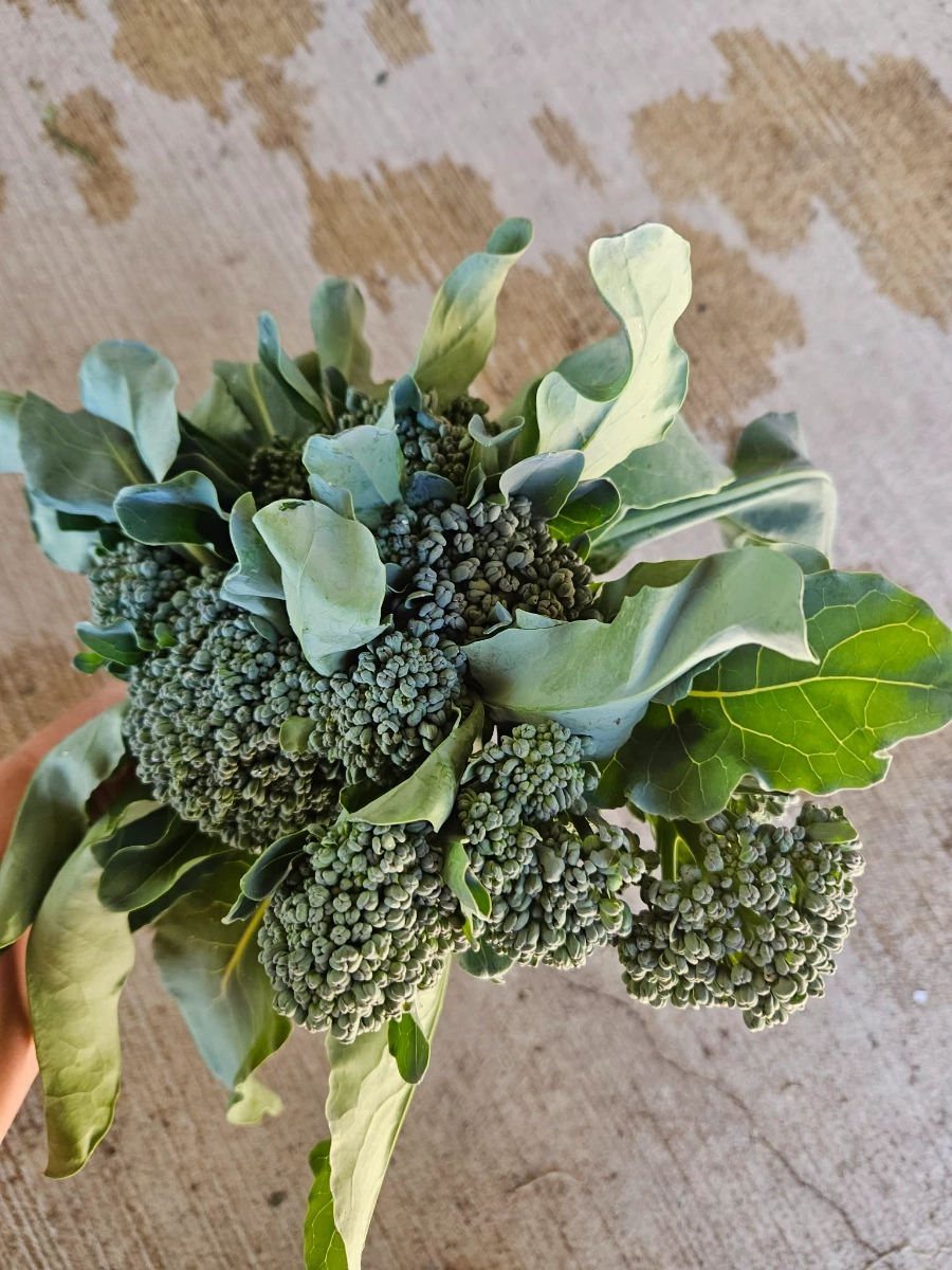 broccolini-bunch-4