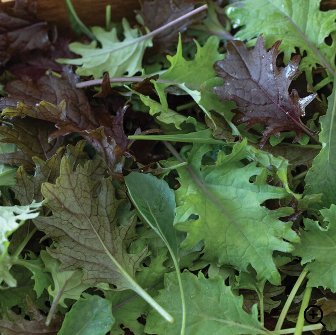 kale-mix-certified-organic