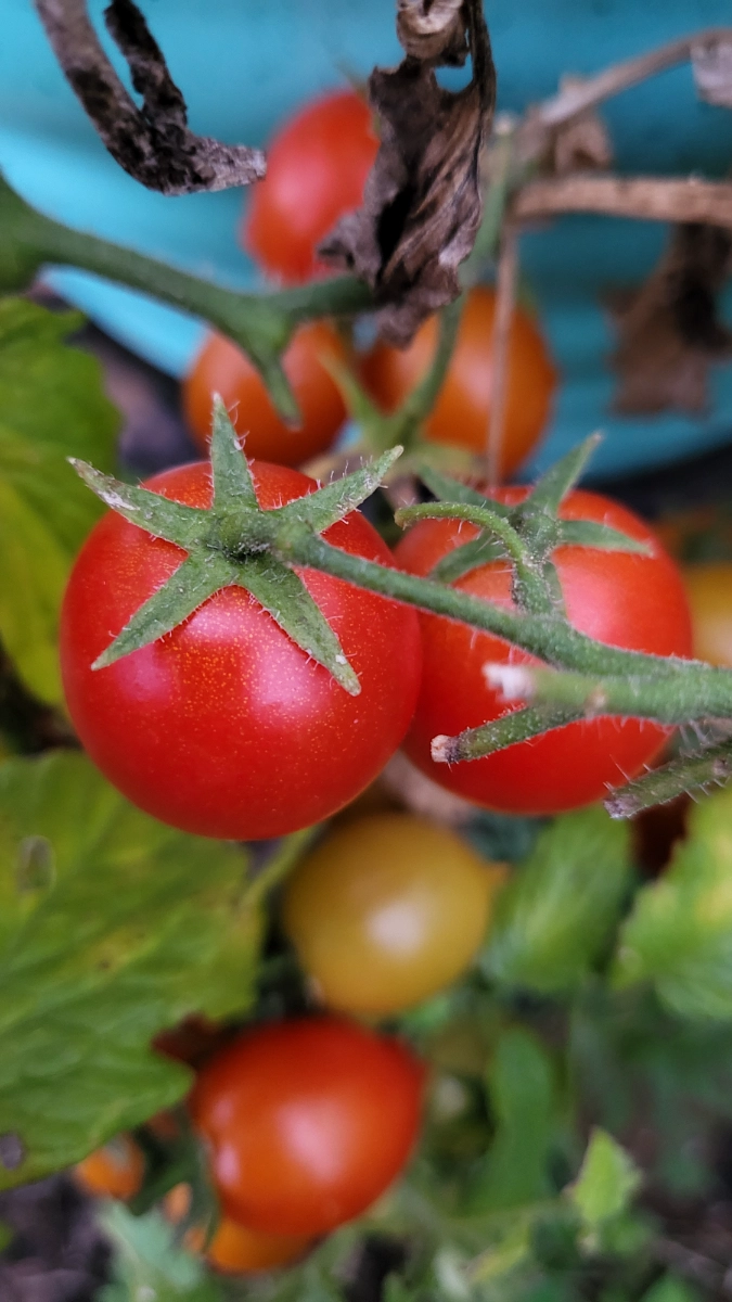 cherry-tomatoes-assorted-varieties-1-lb-est