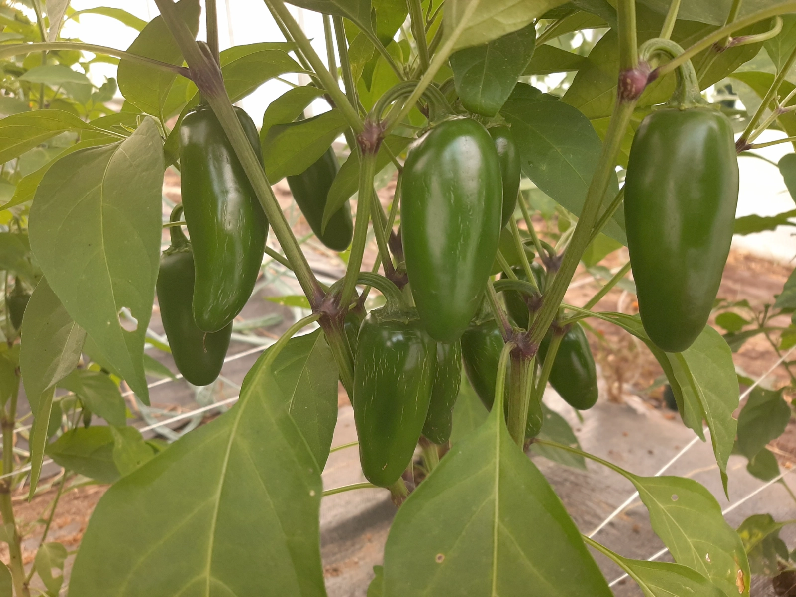jalapeno-peppers-6-4