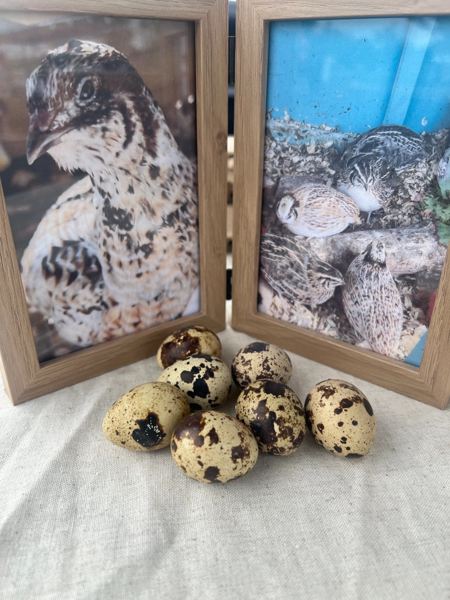 1-dozen-cage-free-quail-eggs