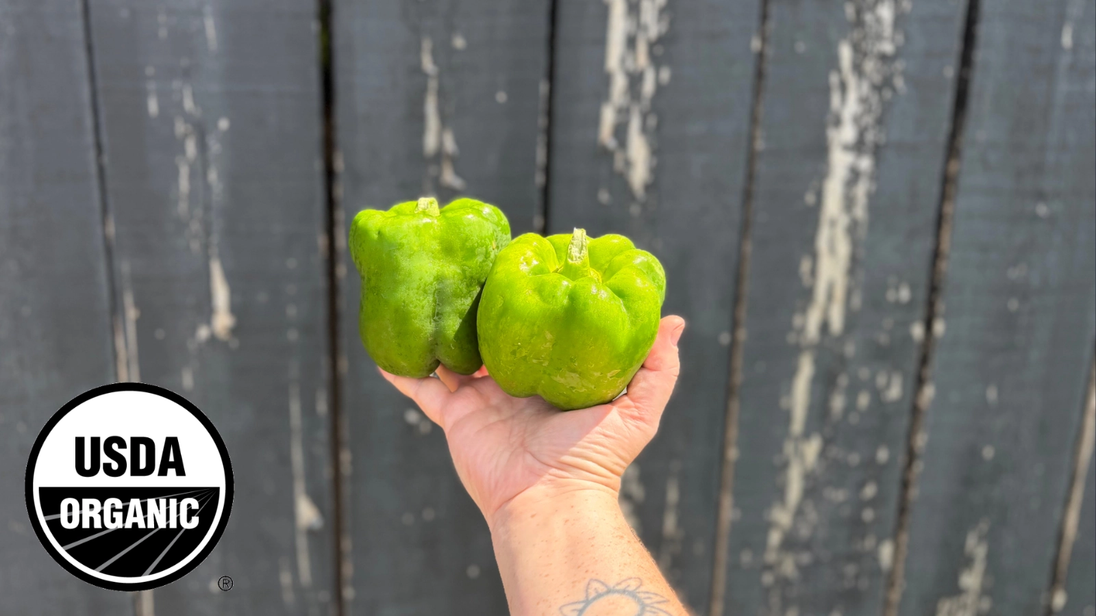 green-bell-peppers-2-certified-organic