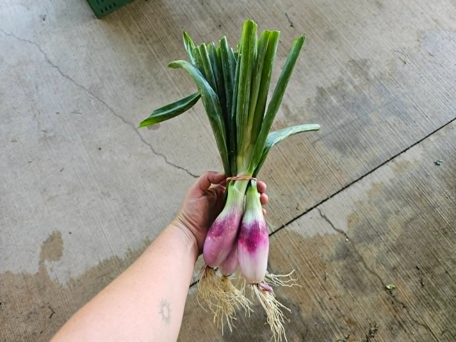 fresh-long-red-florence-onions-bunch