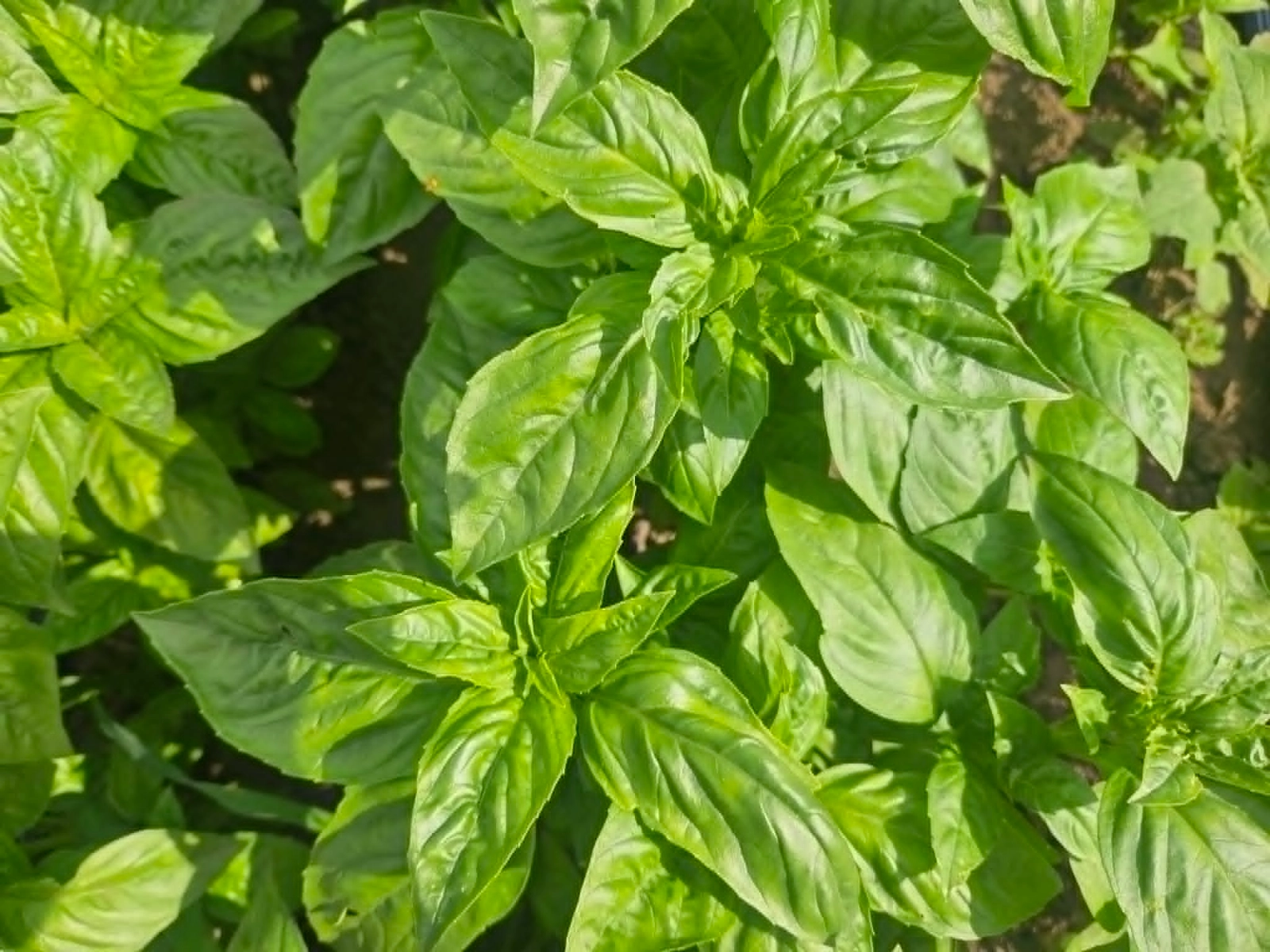 fresh-italian-basil-bunch-3