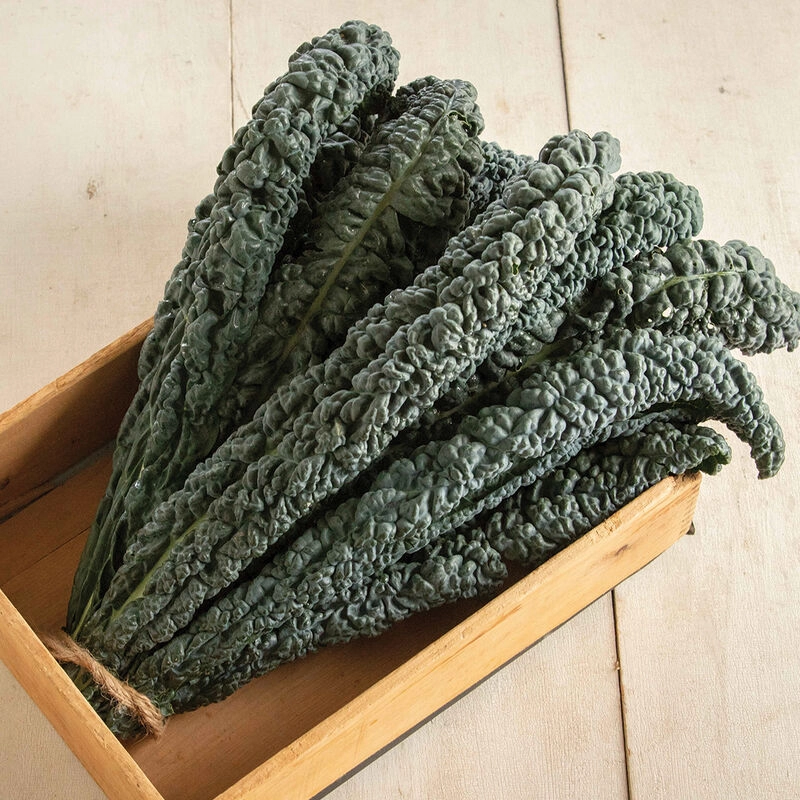 lacinato-kale-certified-organic