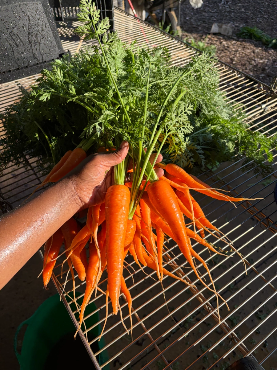 carrots-16-oz