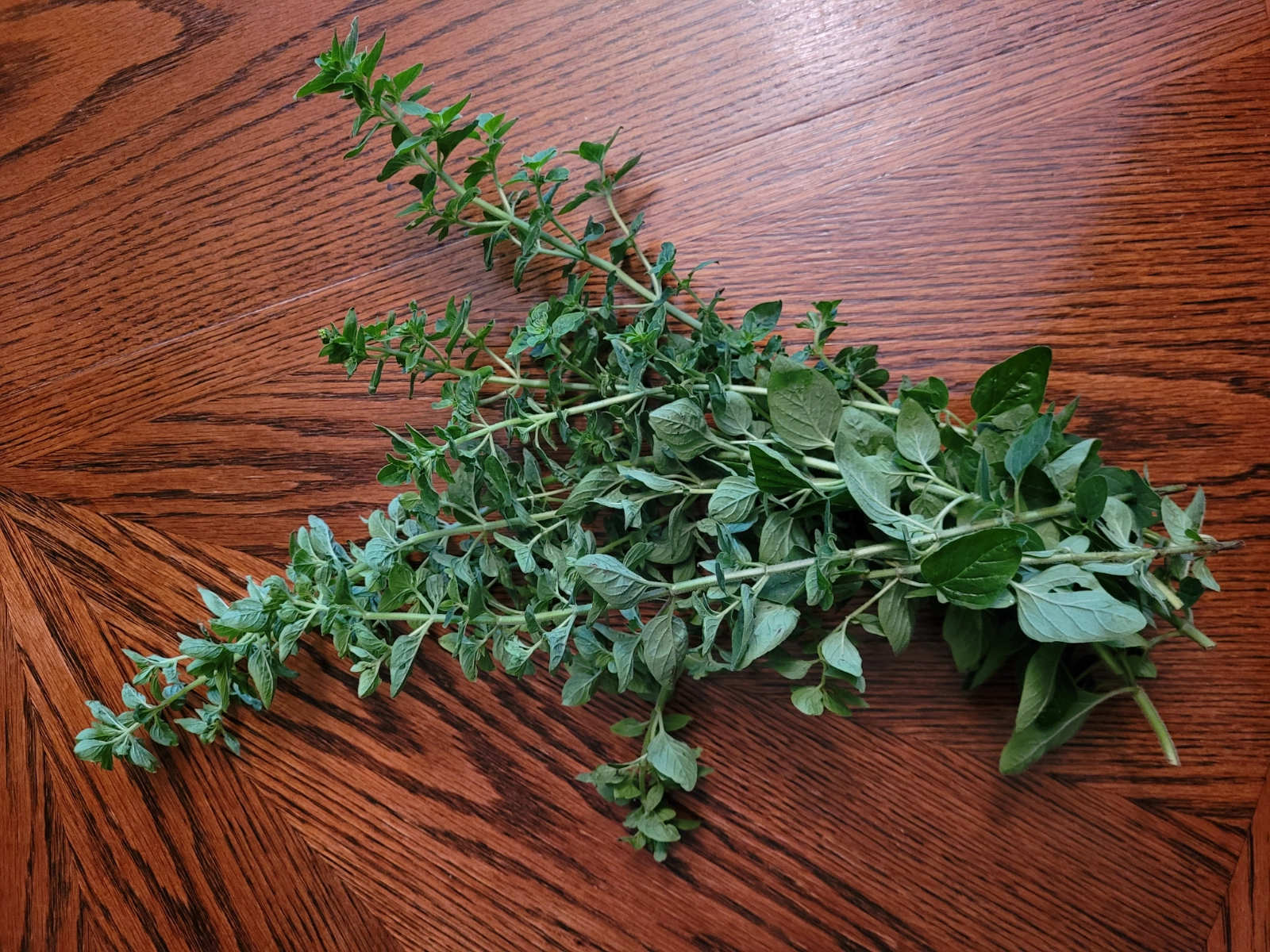 fresh-cut-organic-oregano-