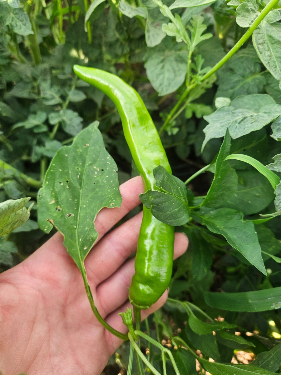 garden-salsa-green-peppers-hot-