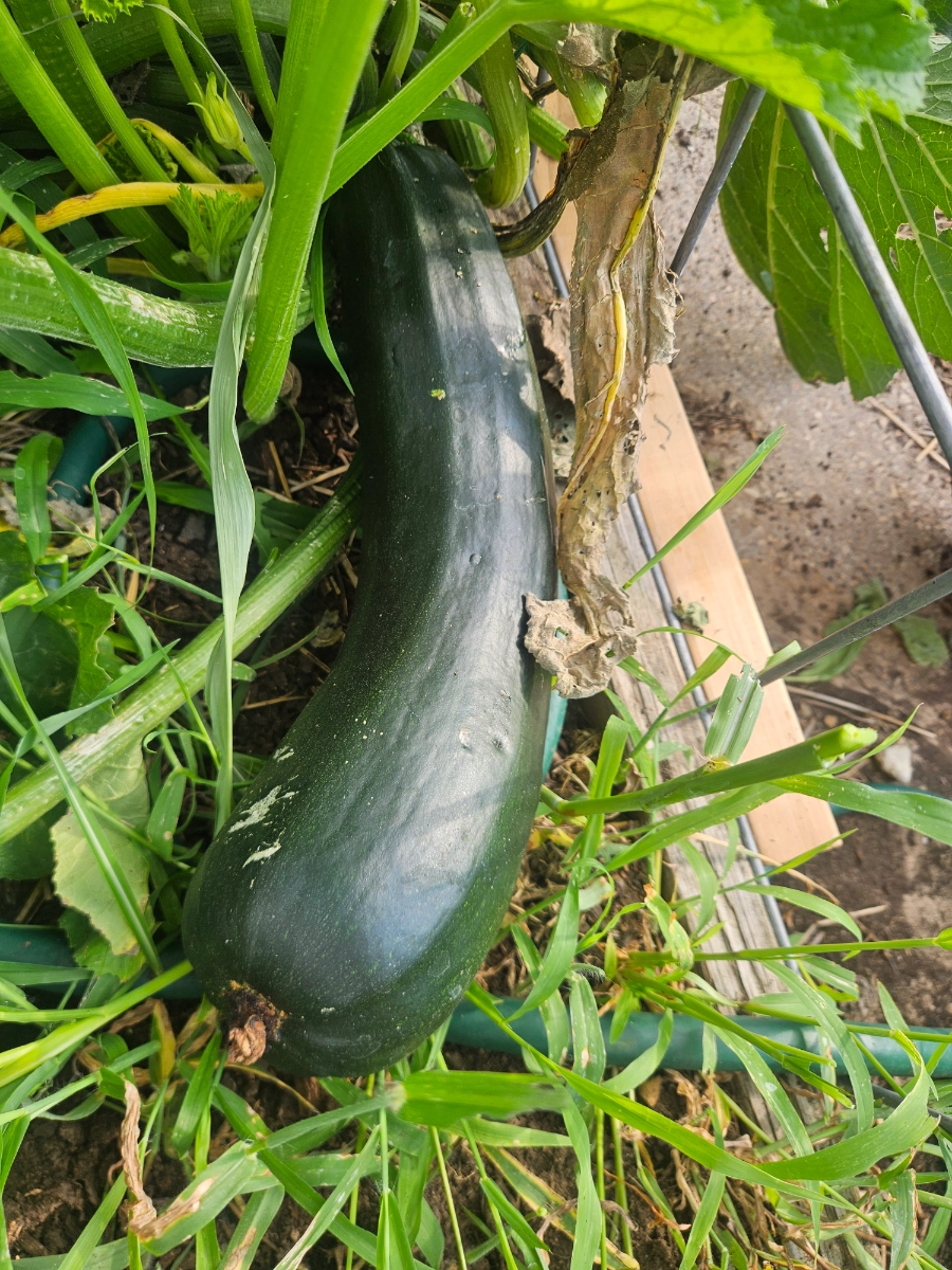 large-green-zucchini--2