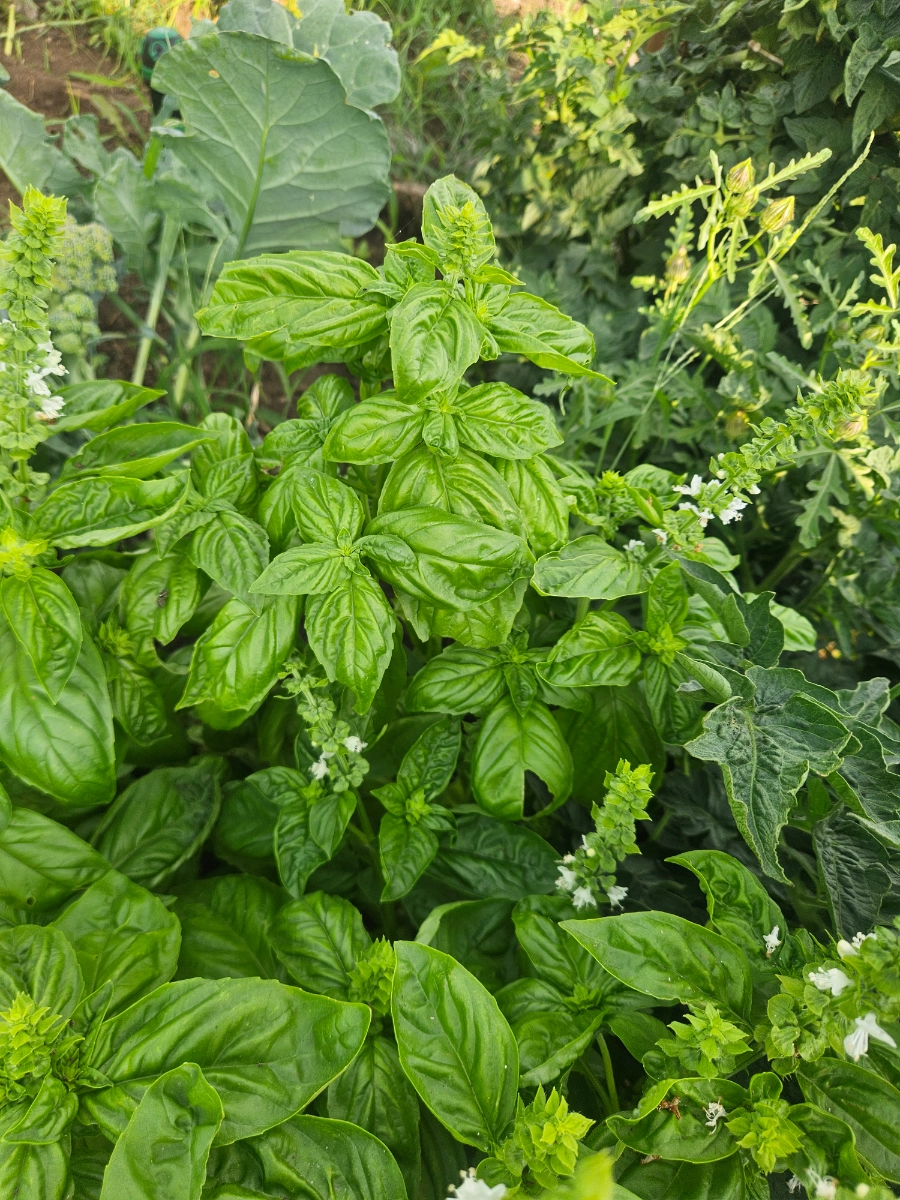 fresh-basil--4