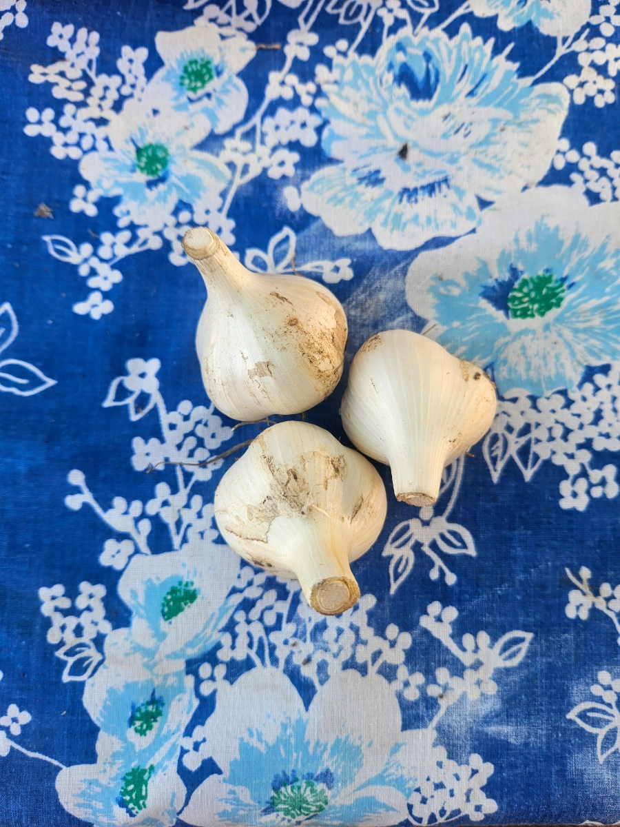 fresh-uncured-garlic-3-count