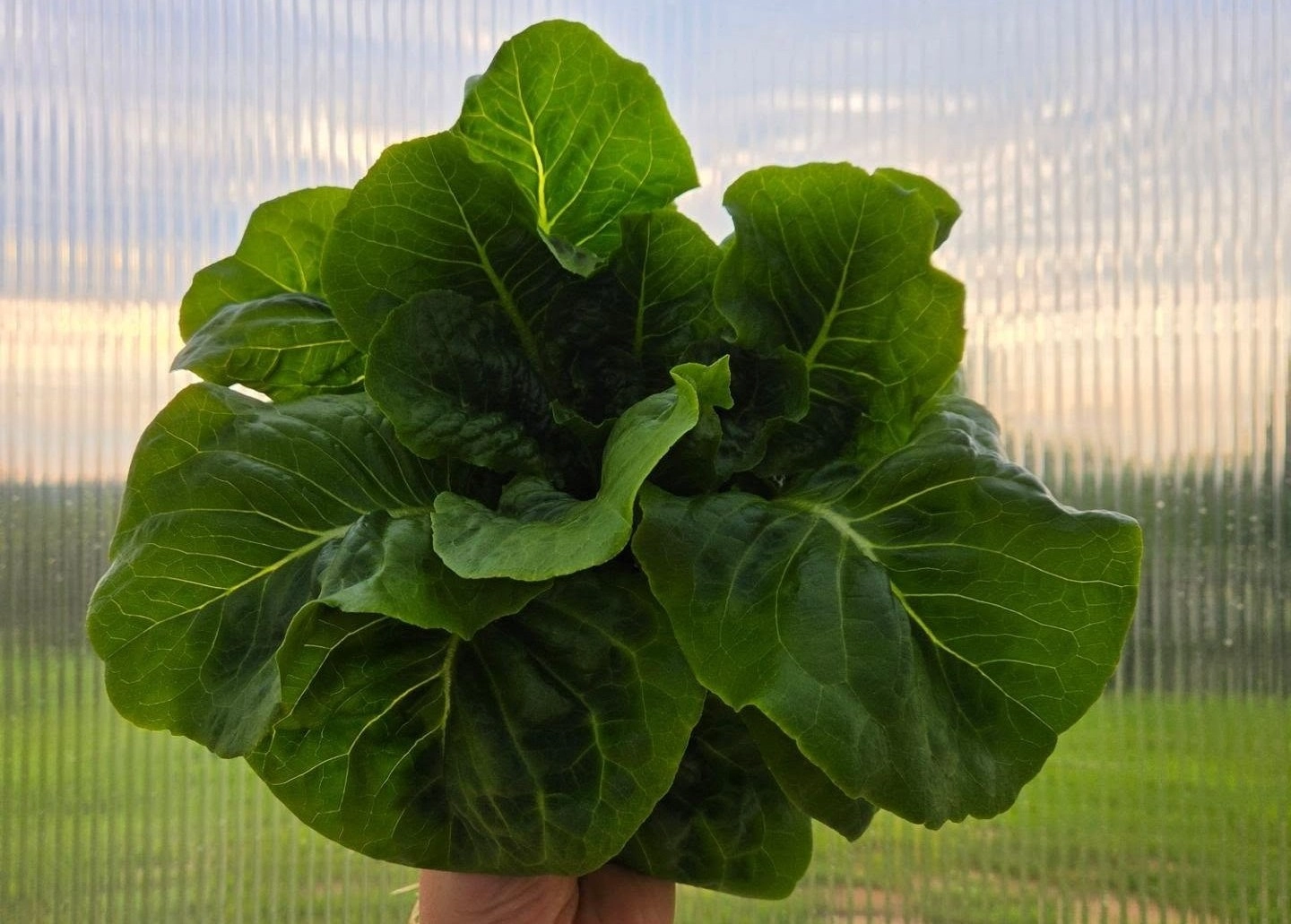 buttercrunch-lettuce-head-2