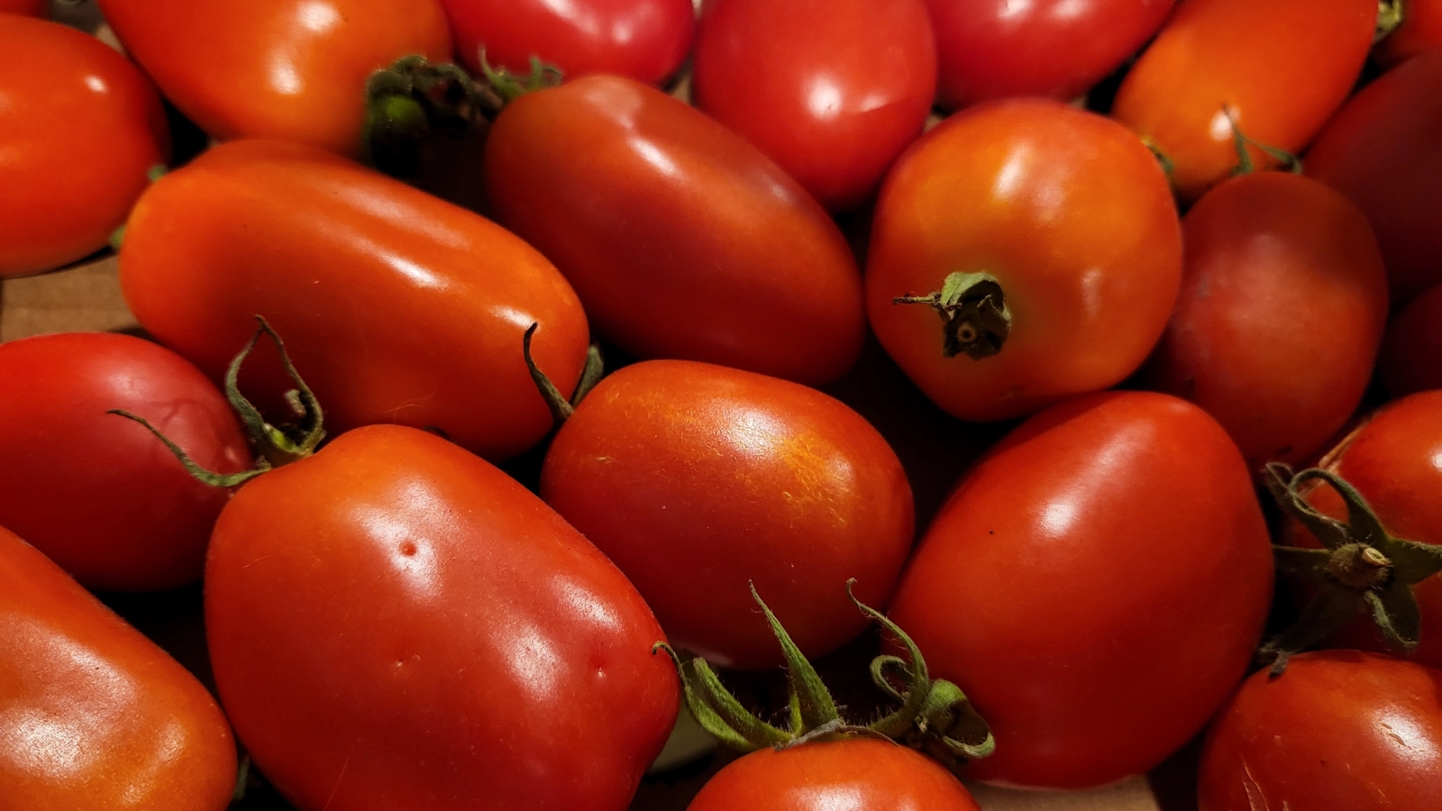 san-marzano-tomatoes-8