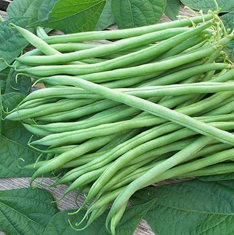green-beans-1-lb-16
