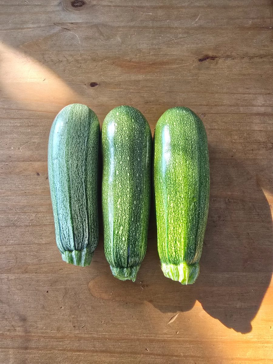 medium-mexican-zucchini-calabacita-1-each