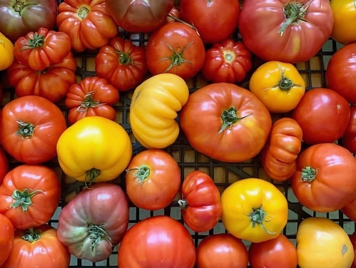 heirloom-tomatoes-15-lbs-approx